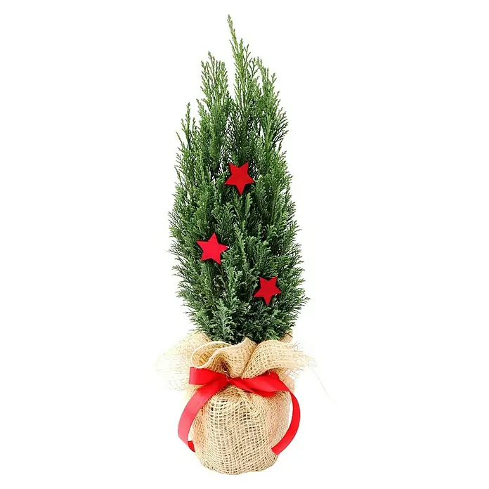 Piardino Blaue Säulenzypresse in Jute dekoriert - Botanische Bezeichnung: Chamaecyparis ellwoodii, Topfgröße: 17 cm - Dekorativer Zimmerzypressen-Weihnachtsbaum mit roten Sternen und Jutesack mit Schleife, eine festliche und natürliche Dekoration für Innenräume.