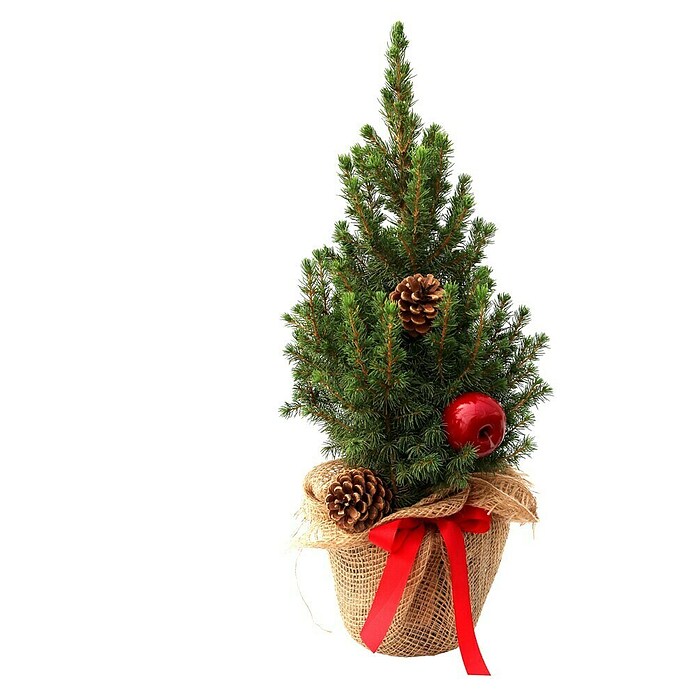 Piardino Zuckerhut-Fichte (Botanische Bezeichnung: Picea glauca Conica) | BAUHAUS