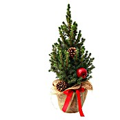Piardino Zuckerhut-Fichte (Botanische Bezeichnung: Picea glauca Conica) | BAUHAUS