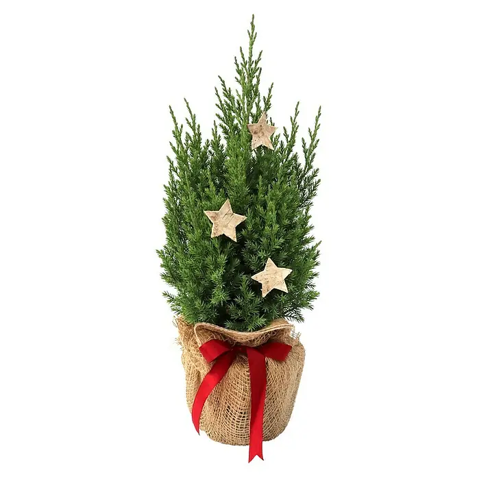 Piardino Topf Kegelwacholder - Botanische Bezeichnung: Juniperus chinensis Stricta - Hübsche Zimmerzypresse im Jutesack mit roter Schleife und Holzsternen. Eine festliche Dekoration für die Weihnachtszeit oder als Geschenkidee.