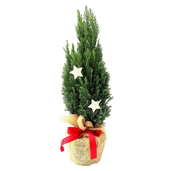 Piardino Blaue Säulenzypresse in Jute dekoriert (Botanische Bezeichnung: Chamaecyparis ellwoodii, Topfgröße: 17 cm) | BAUHAUS