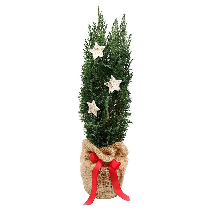 Piardino Blaue Säulenzypresse in Jute dekoriert (Botanische Bezeichnung: Chamaecyparis ellwoodii, Topfgröße: 17 cm) | BAUHAUS
