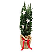 Piardino Blaue Säulenzypresse in Jute dekoriert (Botanische Bezeichnung: Chamaecyparis ellwoodii, Topfgröße: 17 cm) | BAUHAUS