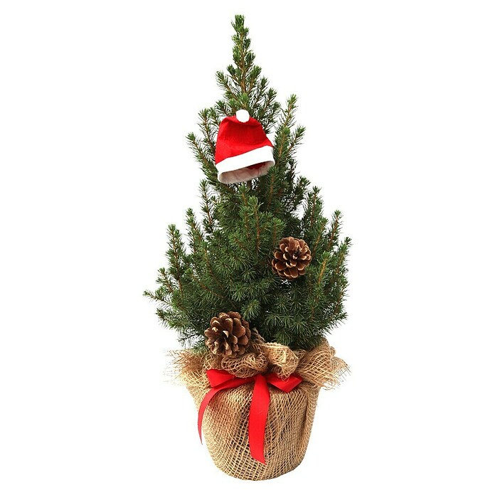 Piardino Zuckerhut-Fichte (Botanische Bezeichnung: Picea glauca Conica) | BAUHAUS