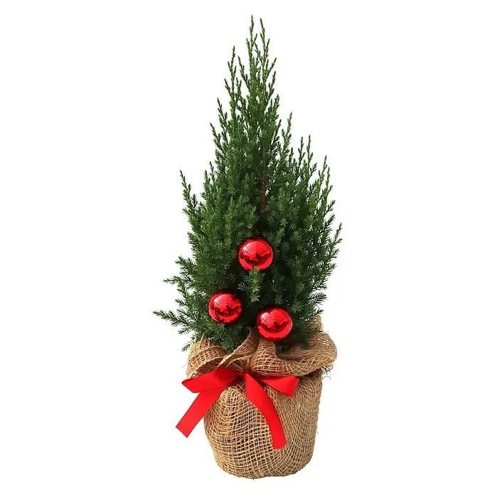 Piardino Topf Kegelwacholder - Botanische Bezeichnung: Juniperus chinensis Stricta - Festlicher Mini-Weihnachtsbaum mit roten Kugeln und Jutesack mit Schleife, perfekt für die Weihnachtsdekoration.