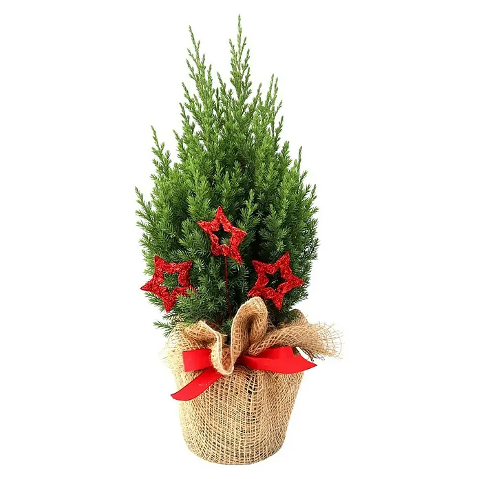 Piardino Topf Kegelwacholder - Botanische Bezeichnung: Juniperus chinensis Stricta - Dekorativer Weihnachtszypressenbaum im Jutesack mit roten Sternen und roter Schleife, eine festliche Tischdekoration.