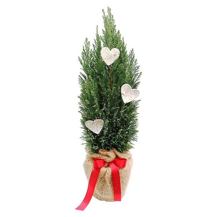 Piardino Blaue Säulenzypresse in Jute dekoriert (Botanische Bezeichnung: Chamaecyparis ellwoodii, Topfgröße: 17 cm) | BAUHAUS