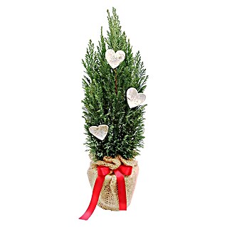 Piardino Blaue Säulenzypresse in Jute dekoriert (Botanische Bezeichnung: Chamaecyparis ellwoodii, Topfgröße: 17 cm)