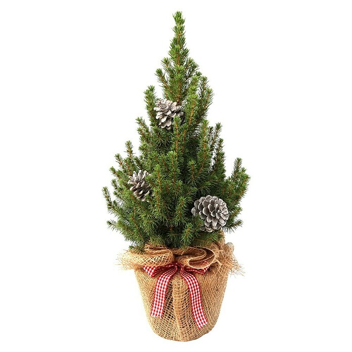 Piardino Zuckerhut-Fichte (Botanische Bezeichnung: Picea glauca Conica) | BAUHAUS