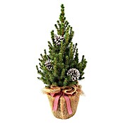 Piardino Zuckerhut-Fichte (Botanische Bezeichnung: Picea glauca Conica) | BAUHAUS