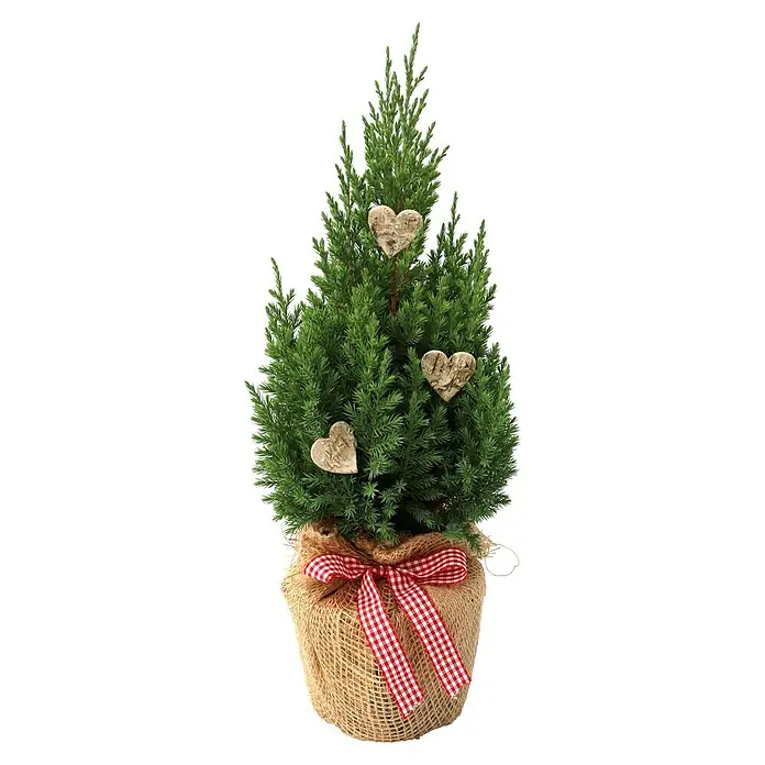 Piardino Topf Kegelwacholder - Botanische Bezeichnung: Juniperus chinensis Stricta - Dekorativer, kleiner Weihnachtsbaum im Jutesack mit roter Schleife und drei hölzernen Herzanhängern. Perfekt für die festliche Dekoration.