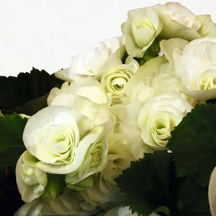 Piardino Begonie - Begonia elatior, Topfgröße: 14 cm, Weiß - Nahaufnahme eines Arrangements von weißen Begonienblüten, die ihre zarten, gewellten Blütenblätter und die grünen Blätter hervorheben.