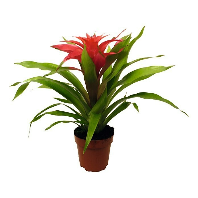 Guzmania Hybride 12 Deseo lila