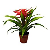 Guzmania Hybride 12 Deseo lila