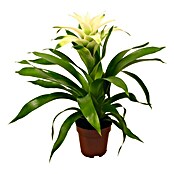 Guzmania Hybride 12 weiss