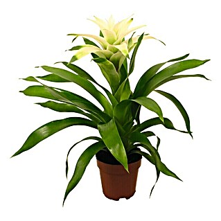 Piardino Bromelie (Guzmania Hybriden, Topfgröße: 12 cm, Weiß)