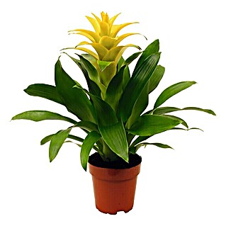 Piardino Bromelie (Guzmania Hybriden, Topfgröße: 12 cm, Gelb)