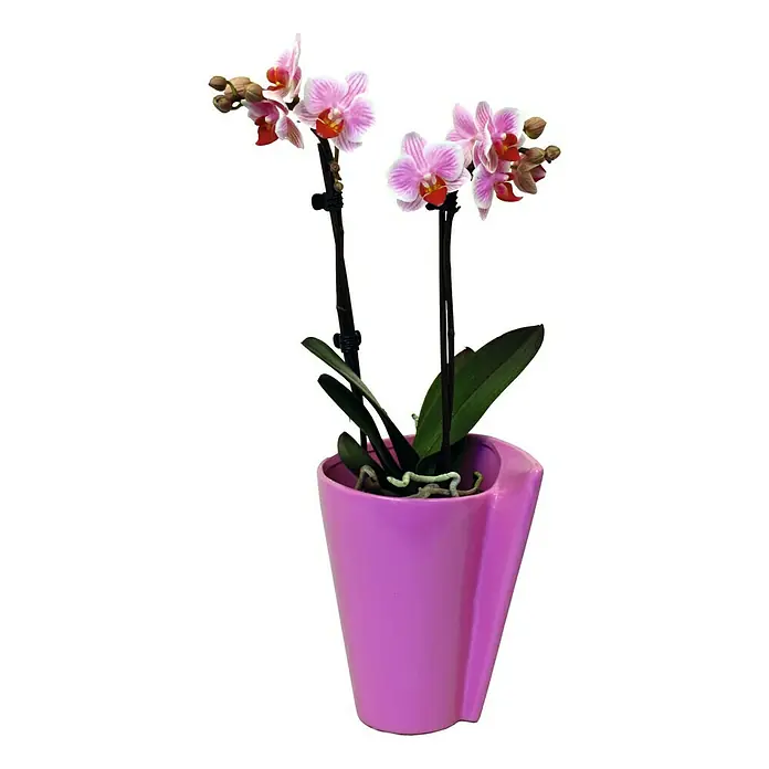 Piardino Orquídea mariposa - Phalaenopsis Hybride, Tamaño de maceta: 11 cm, Rosa, Número de brotes: 2 ud., En posición vertical - Planta de interior: Una encantadora mini orquídea con flores rayadas rosas y blancas en una moderna maceta rosa, ideal para cualquier habitación.