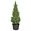 Picea glauca 23 Conica