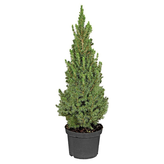 Picea glauca 23 Conica