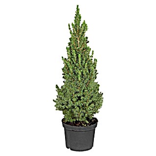 Piardino Zuckerhut-Fichte (Picea glauca conica, Topfgröße: 23 cm, Aktuelle Wuchshöhe: 80 cm)