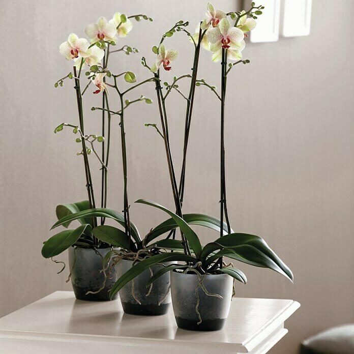 Elho Brussels Orchideeënpot (Ø x h: 12,7 x 15,2 cm, Transparant)