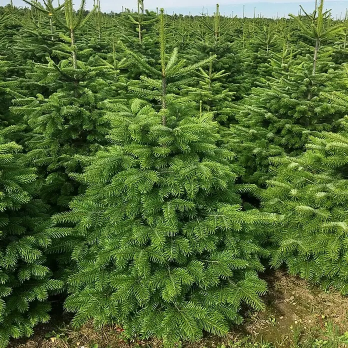 Piardino Nordmanntanne - 125 - 150 cm hoch, Abies nordmanniana - Nahaufnahme eines Feldes voller junger, grüner Weihnachtsbäume, die dicht an dicht stehen und auf Käufer warten.