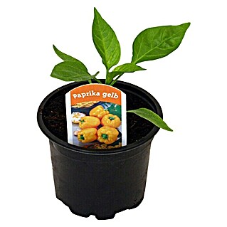 Piardino Paprika (Capsicum annuum, 9 cm, Erntezeit: August, Farbe Frucht: Gelb)