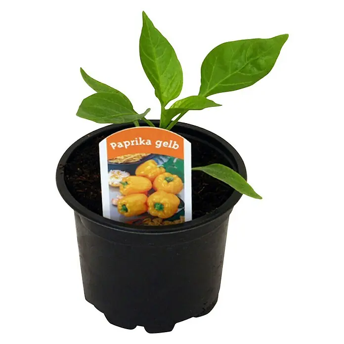 Piardino Paprika - Capsicum annuum, 9 cm, Erntezeit: August, Farbe Frucht: Gelb - Jungpflanze gelbe Paprika in einem schwarzen Topf mit Etikett, ideal für den Anbau im Garten oder auf dem Balkon.