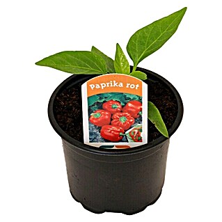 Piardino Paprika (Capsicum annuum, 9 cm, Erntezeit: August, Farbe Frucht: Rot)