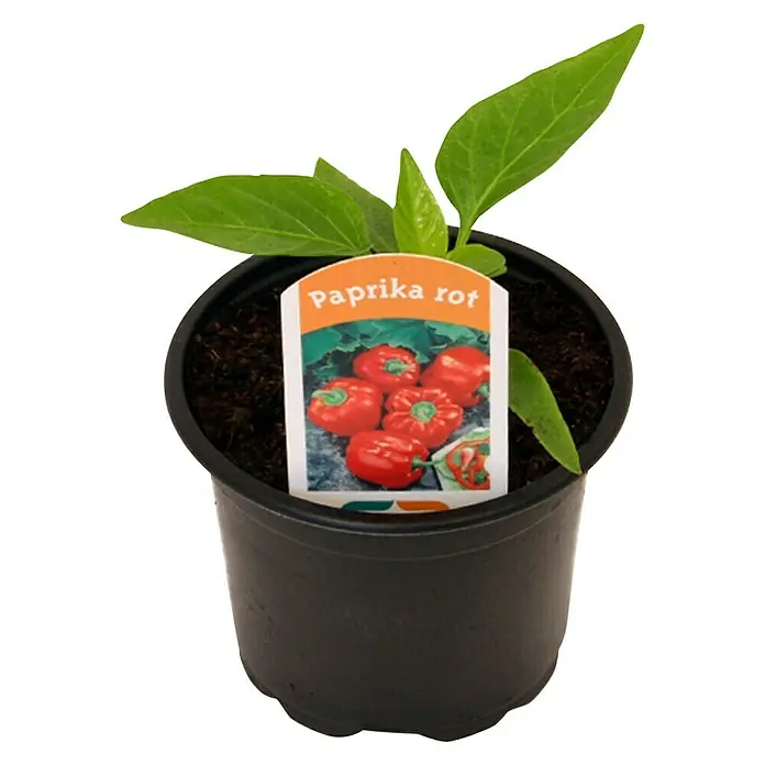 Piardino Paprika - Capsicum annuum, 9 cm, Erntezeit: August, Farbe Frucht: Rot - Ein Paprika rot Setzling in einem schwarzen Topf, mit einem Etikett, das reife rote Paprika zeigt.