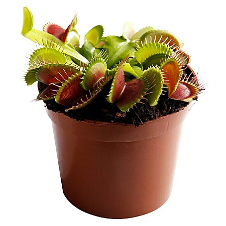 Piardino Venusfliegenfalle (Dionaea muscipula, Topfgröße: 9 cm)
