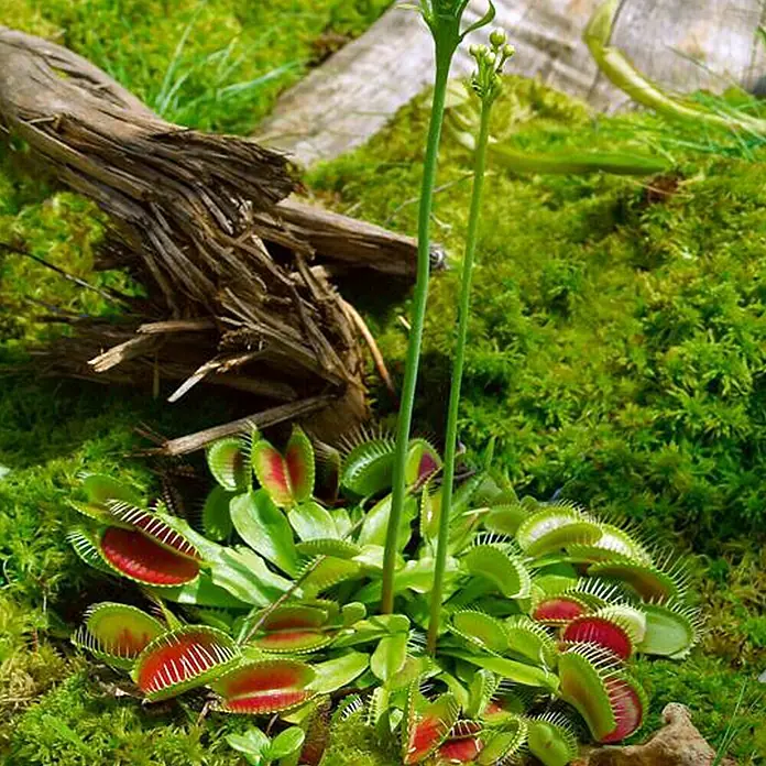Piardino Venusfliegenfalle - Dionaea muscipula, Topfgröße: 9 cm - Nahaufnahme einer Venusfliegenfalle, die auf einem Bett aus leuchtend grünem Moos ruht und von einem Stück Treibholz flankiert wird.
