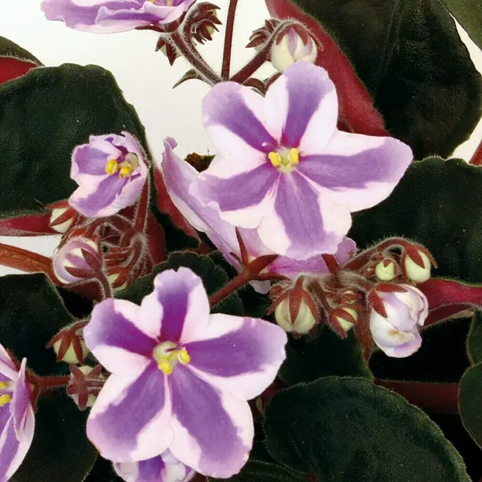 Piardino Violeta africana - Saintpaulia ionantha Inova Chimera, Tamaño de maceta: 12 cm, Color de flor: Bicolor - Un primer plano muestra flores de violeta africana bicolor, exhibiendo sus vibrantes tonos morados y blancos, rodeadas de un exuberante follaje oscuro.