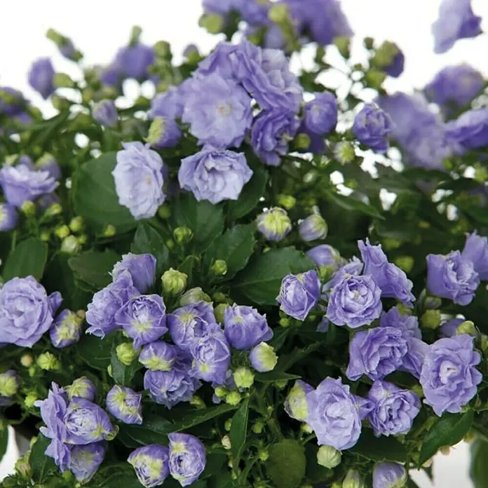 Piardino Glockenblume - Campanula haylodgensis Blue Wonder, Topfgröße: 11 cm, Blau - Nahaufnahme einer Campanula portenschlagiana 'Blue Get Mee' Pflanze mit zarten, hellvioletten Blüten und grünen Blättern.