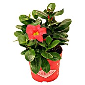 Piardino Trichterblüte (Topfgröße: 10 cm, Blütenfarbe: Rosa)