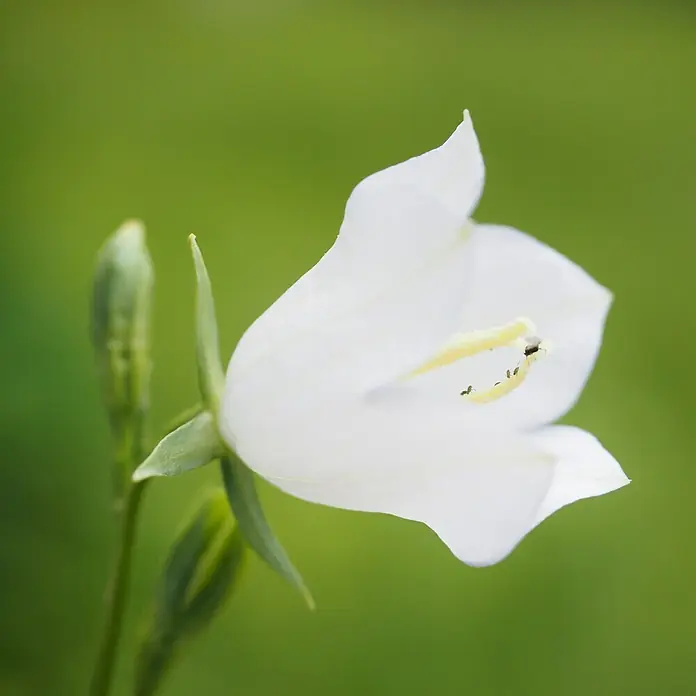 Piardino Großblütige Ballonblume - Platycodon grandiflorus, Topfgröße: 12 cm, variabel - Nahaufnahme einer weißen Glockenblume, die ihre zarte Schönheit und filigranen Details vor einem sanftgrünen Hintergrund präsentiert.