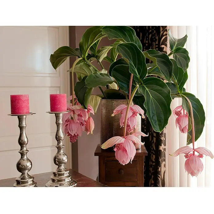 Piardino MedinilleMedinilla magnifica, Topfgröße: 15 cm, Rosa - Zimmerpflanze mit rosa Blüten in einem silbernen Topf und zwei silberne Kerzenständer mit rosa Kerzen.