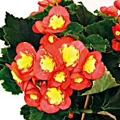 Piardino Begonie (Begonia elatior Valentino Pink, Topfgröße: 14 cm, 2-farbig)