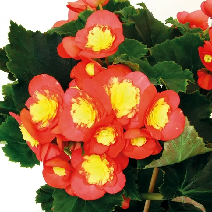 Piardino BegonieBegonia elatior Valentino Pink, Topfgröße: 14 cm, Zweifarbig - Nahaufnahme der Begonienblüten mit leuchtend roten Blütenblättern und gelben Zentren, umgeben von grünen Blättern.