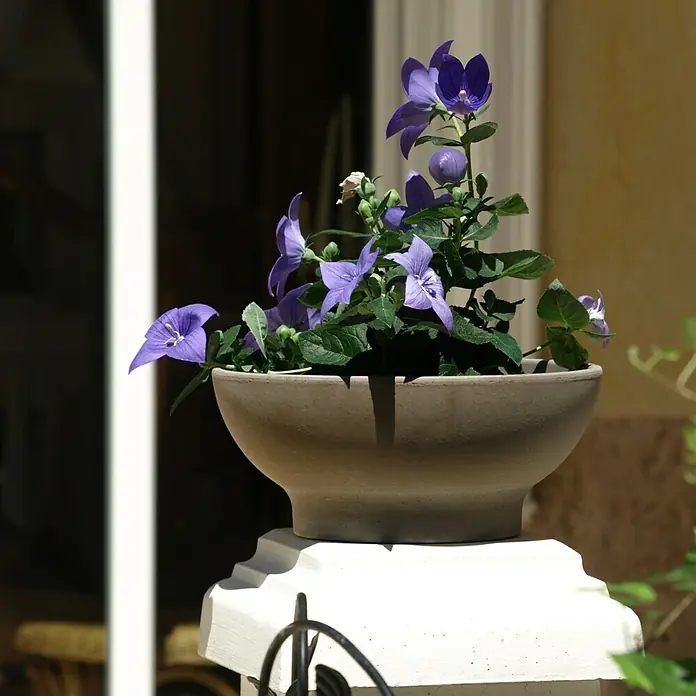 Pflanzschale rund Wave - Außenmaß (Ø x H): 38 x 15 cm, Naturmaterialien, Basalt - Schale mit blauen Ballonblumen, eine dekorative Ergänzung für jeden Außenbereich. Der Keramiktopf ergänzt die zarten Blüten perfekt.