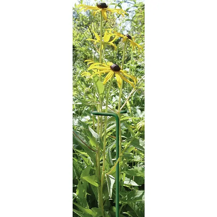 Bellissa Doldenstütze - 3 Stk., Länge: 60 cm - Nahaufnahme eines Blumengerüsts aus dunkelgrünem Metall, das eine Reihe blühender Rudbeckien mit gelben Blütenblättern und braunen Zentren stützt.