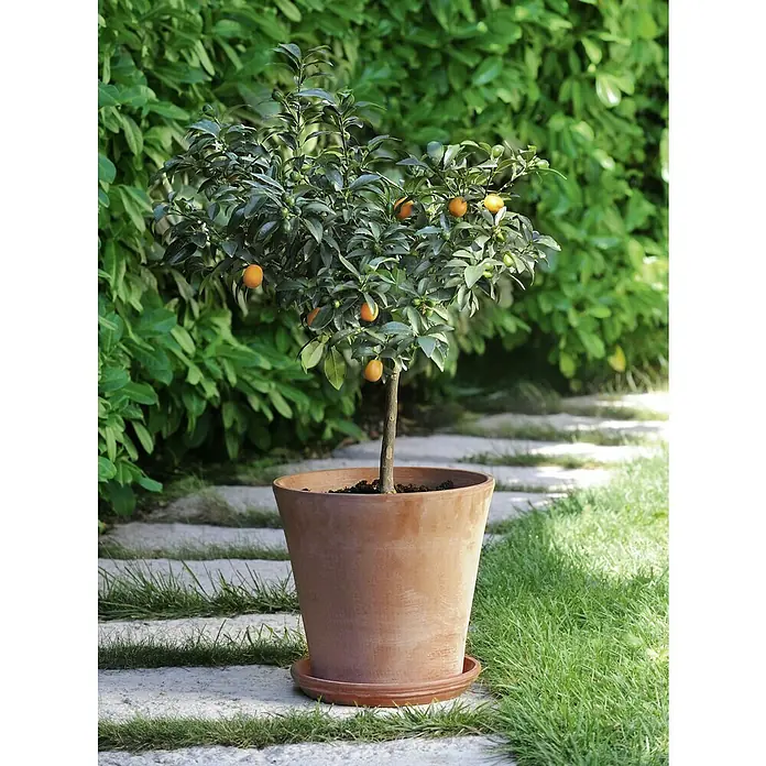 Deroma Moka Garden Maceta para planta Vaso Cono - Dimensiones externas (Ø x Al): 35,7 x 32,9 cm, Materiales naturales, Grafito - Un kumquat en una maceta de terracota en el jardín. La planta tiene fruta naranja madura y hojas verdes.