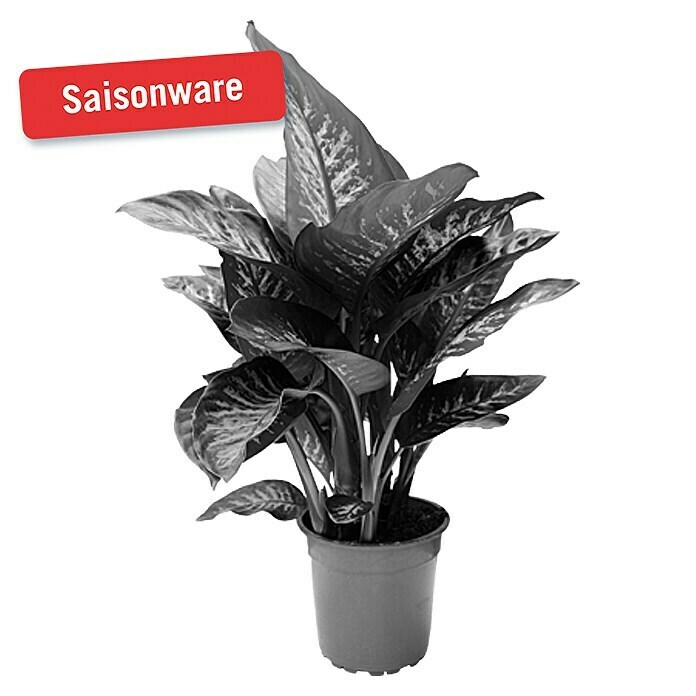 Piardino Dieffenbachie (Topfgröße: 23 cm, Panaschiert)