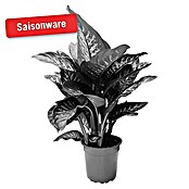 Piardino Dieffenbachie (Topfgröße: 23 cm, Panaschiert)