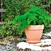 Deroma White Garden Pflanztopf Montelupo Set 