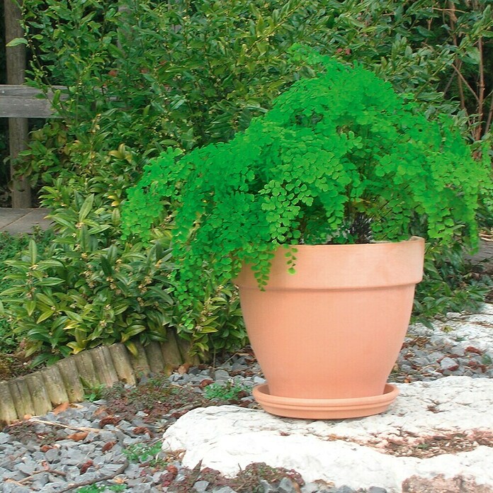 Deroma White Garden Pflanzgefäß Montelupo Set (Terracotta, Ø x H: 27 x 24,5 cm, Tonweiß)