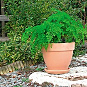 Deroma White Garden Pflanzgefäß Montelupo Set (Terracotta, Ø x H: 27 x 24,5 cm, Tonweiß)