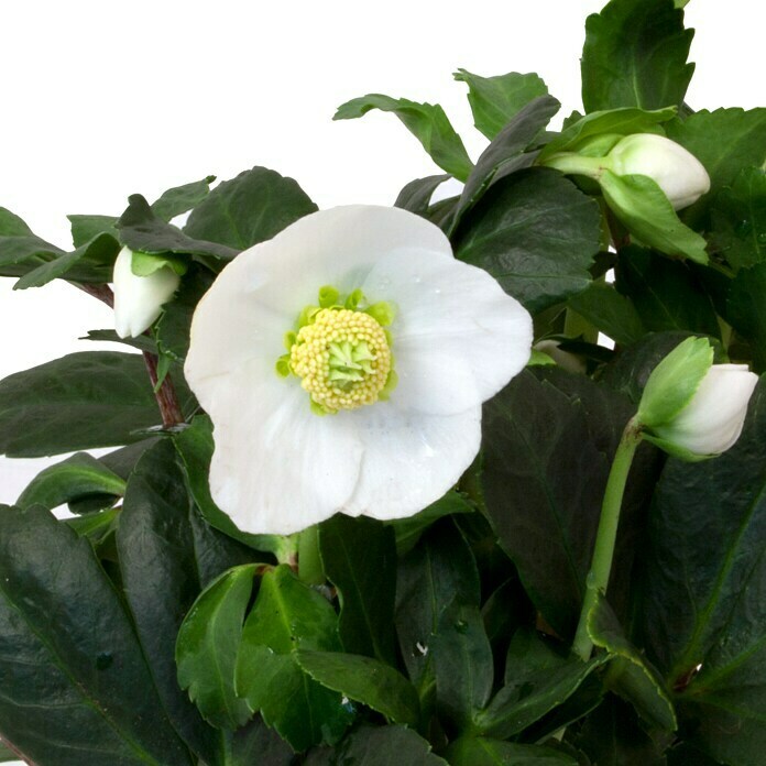 Piardino ChristroseHelleborus 'Winterbells'®, Topfgröße: 17 cm Detail Shot