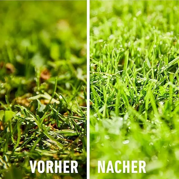 Compo Rasendünger Moos nein Danke! - 7,5 kg, Max. Anwendungsfläche: 200 m² - Vorher-Nachher-Vergleich von vitalem, sattem Gras. Das Bild zeigt einen deutlichen Unterschied in der Rasenqualität.